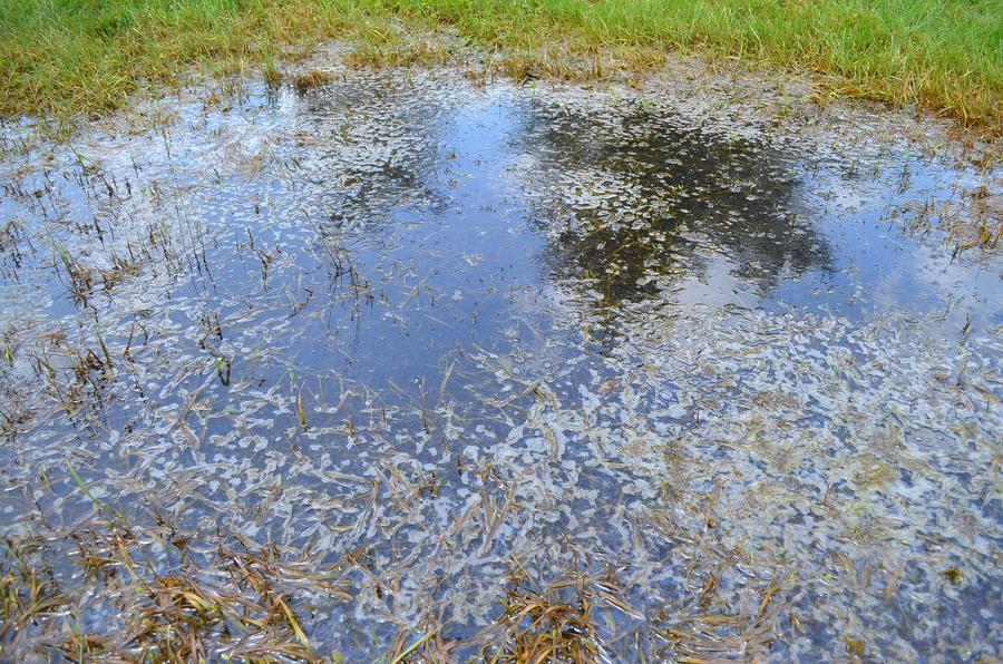 Stagnant ponds are a breeding ground for all kinds of bugs
