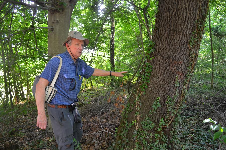 Dr. Dale pointing out an Oak tree trunk
