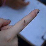 062 Close up of the baby slug