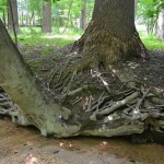 119 You can see the two different sets of roots intertwining if you look closely