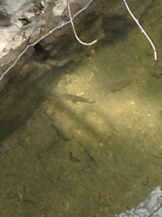 Fish in river next to Main Street in Old Ellicott City