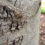 149 Fisher spider in Rockburn Park