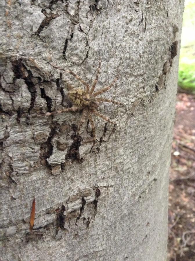 Fisher spider in Rockburn Park
