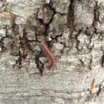 150 Brown Centipede in Rockburn Park