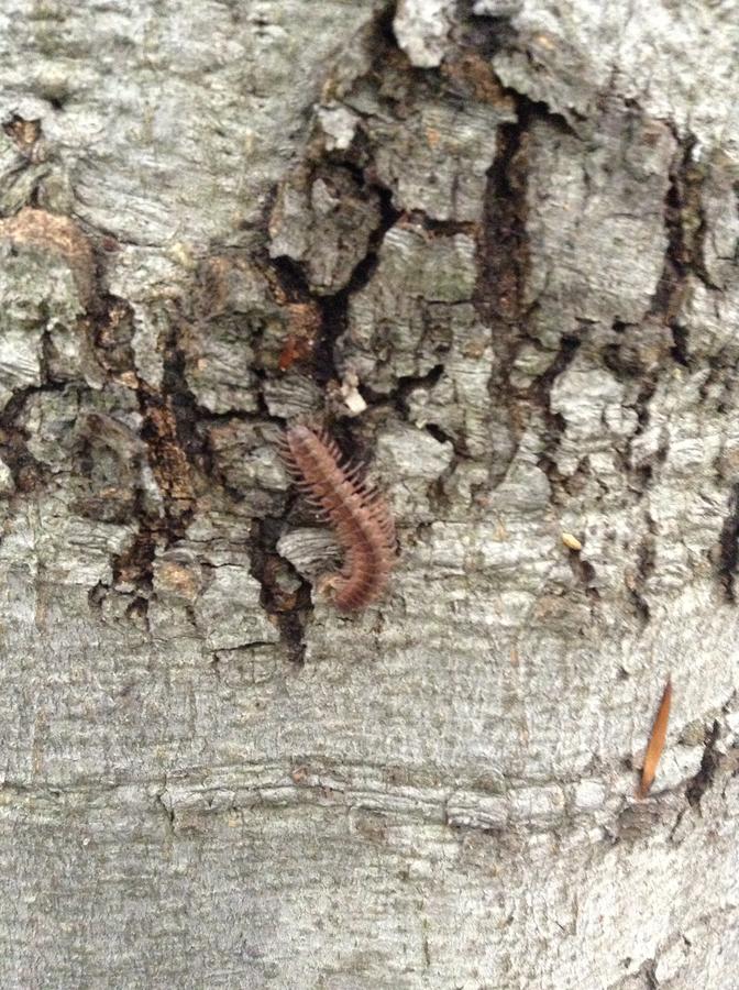 Brown Centipede in Rockburn Park