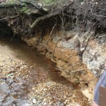 151 Layered sediment deposits visible due to erosion cliff in Rockburn Park