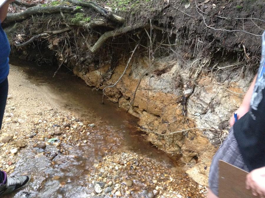 Layered sediment deposits visible due to erosion cliff in Rockburn Park