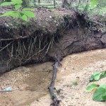 152 Large chunk of exposed tree roots in Rockburn Park