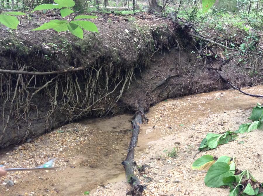 Large chunk of exposed tree roots in Rockburn Park