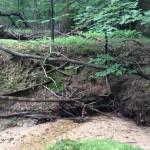 153 Large erosion cliff in Rockburn Park