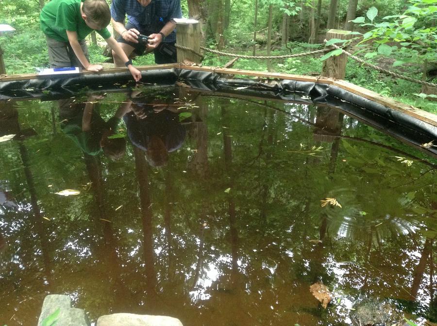 Students surveying the Rockburn Frog Pond
