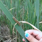 158 Student with caterpillar on reeds at Elkridge Landing Pond