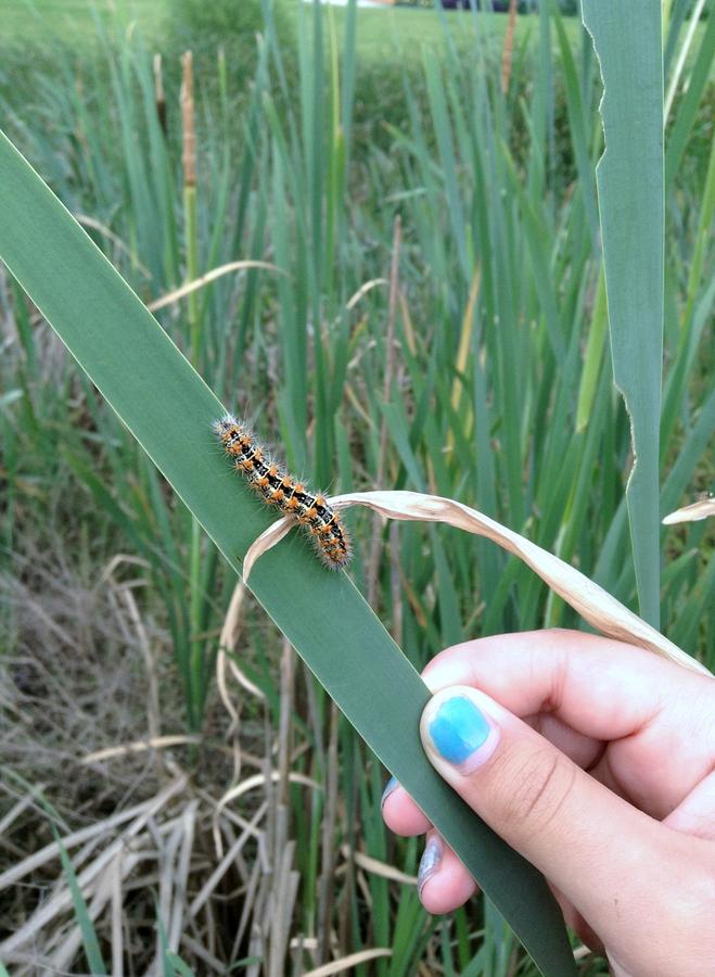 Student with caterpillar on reeds at Elkridge Landing Pond